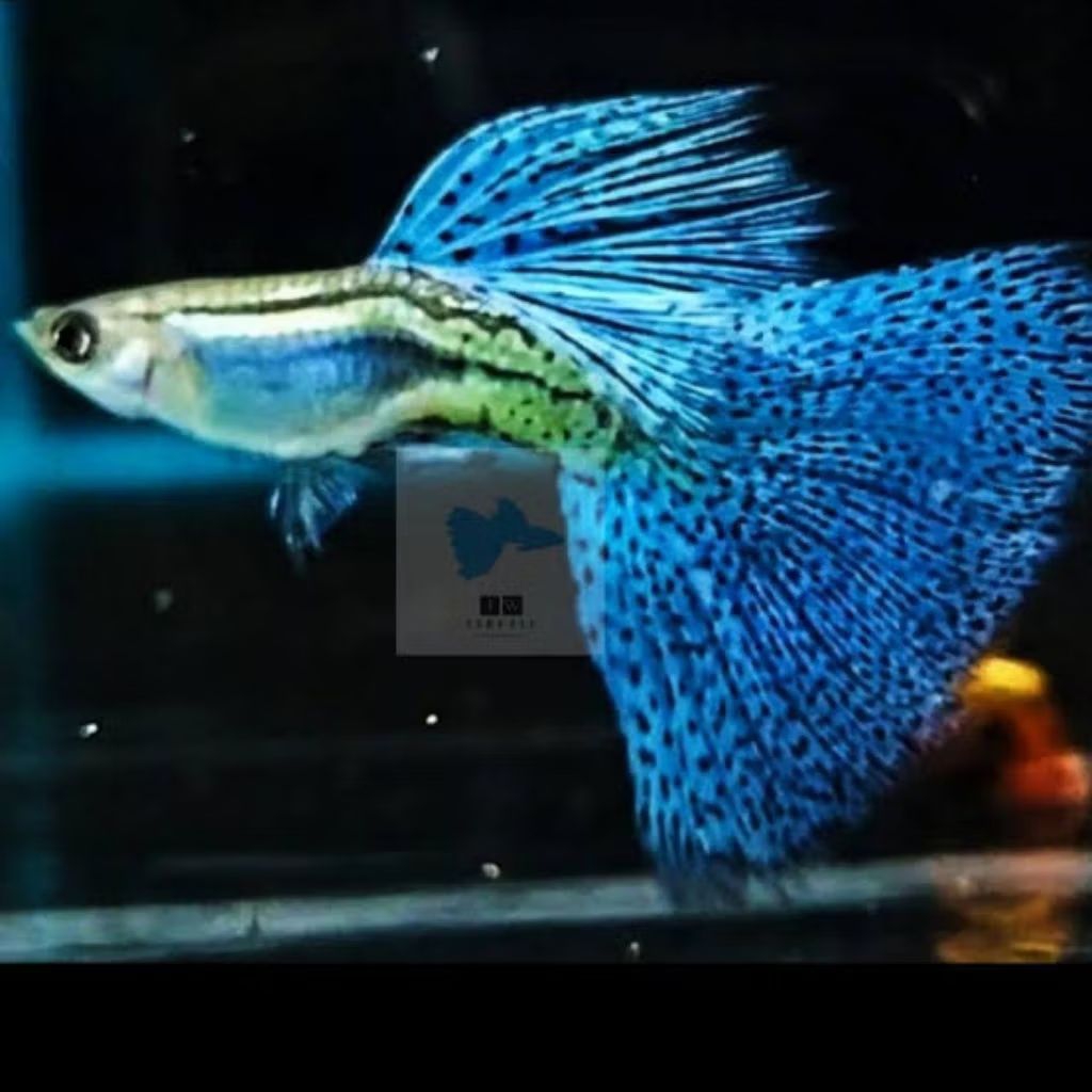 Hiasan Aquarium Guppy Blue Grass