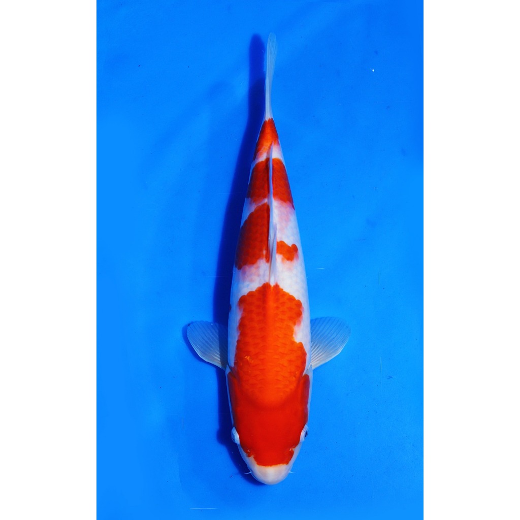 TKC Koi Import Kohaku Marudo Koi Farm Size 35 bu - Tropikal Koi
