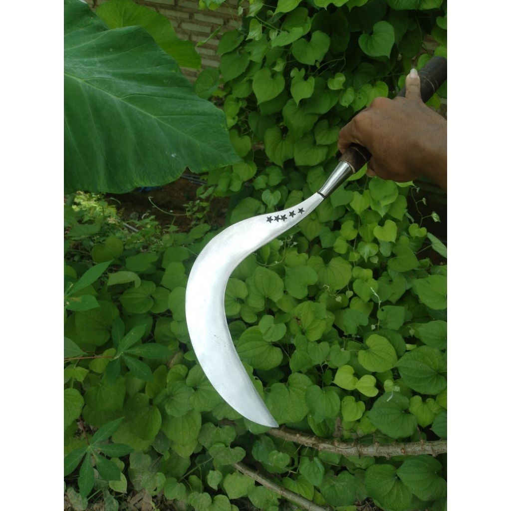 cod arit rumput bintang lima original super asli