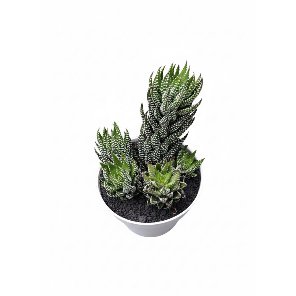 hawortia perkutut putih