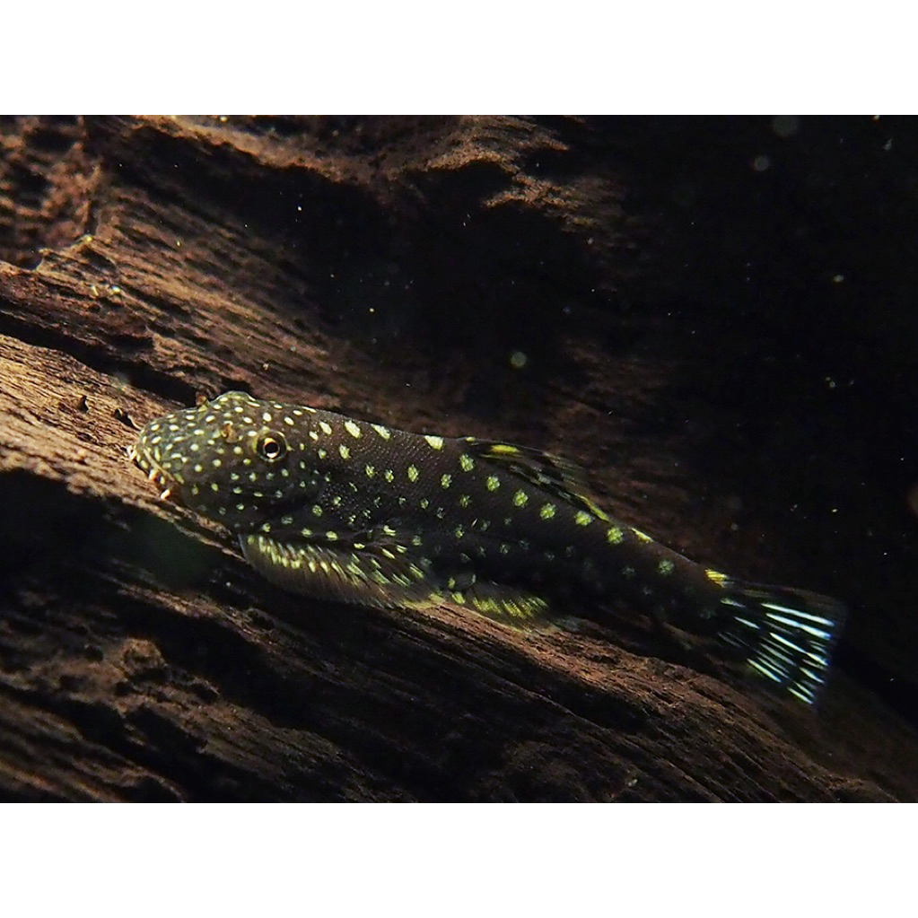 Ikan Borneo Loach/Sucker (Gastromyzon punctulatus)