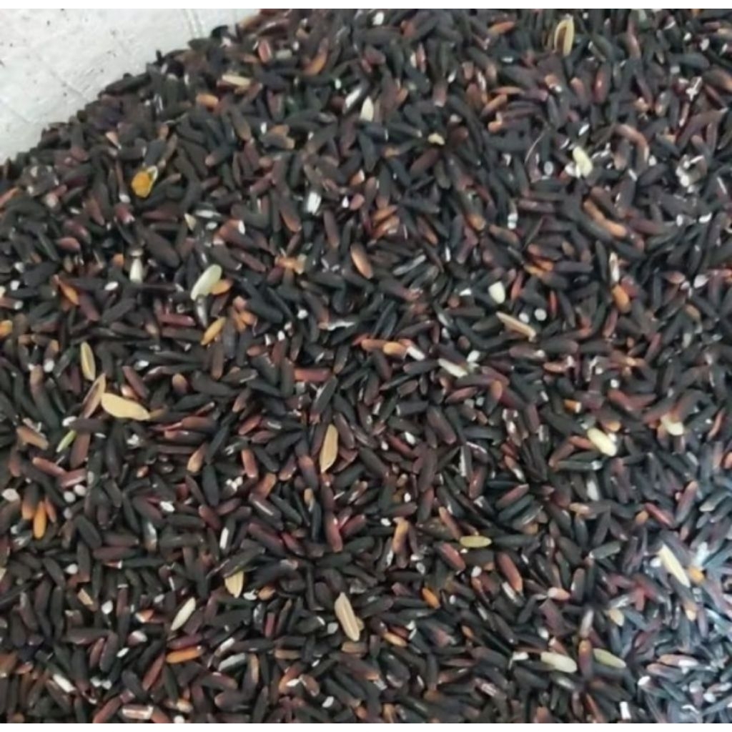 Beras ketan hitam / beras pulut hitam