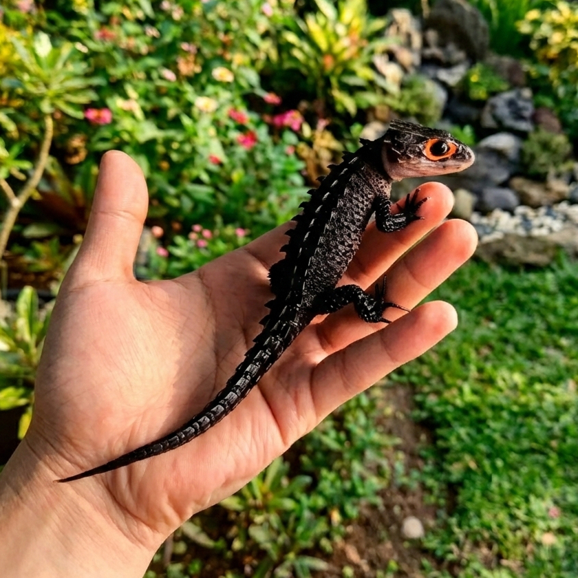 Crocodile Skink | Tribolonotus gracilis | Kadal Toothless