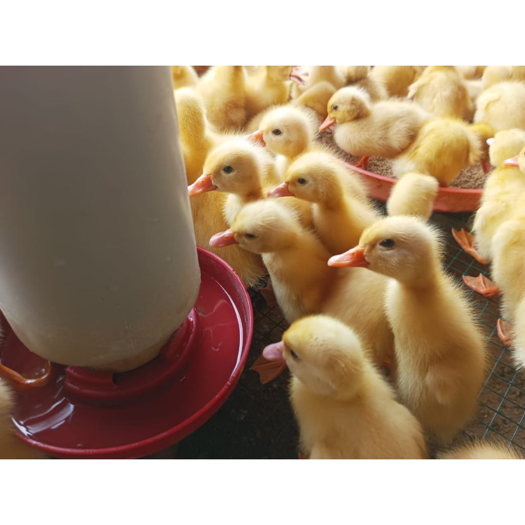 Peking putih - Peking pedaging bibit bebek pedaging Peking hidup