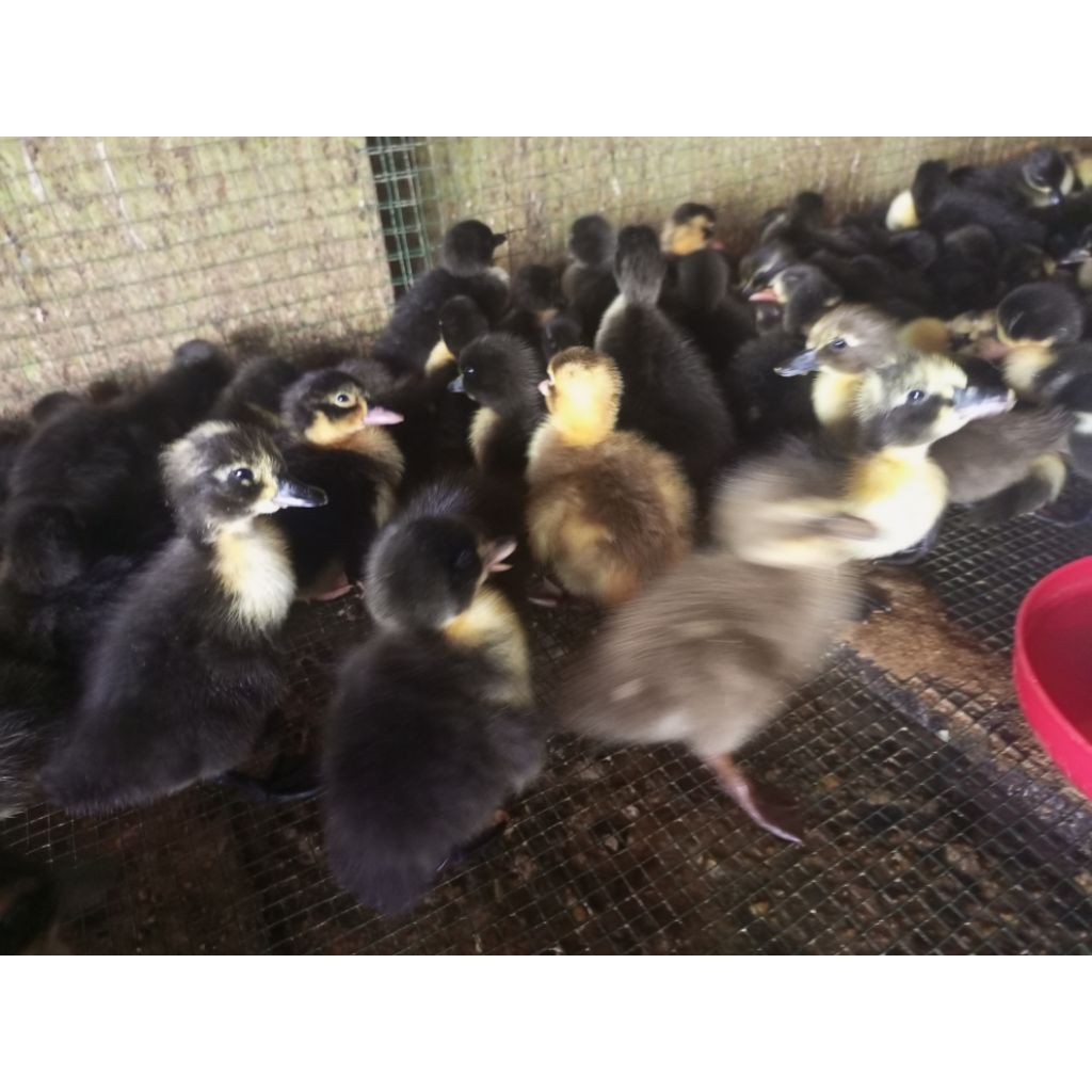 bebek hibrida bebek pedaging hibrida harga per ekor