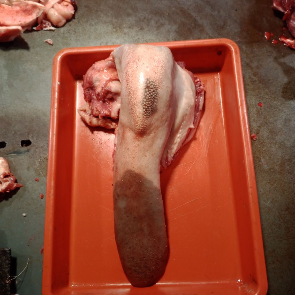 Lidah sapi Fresh