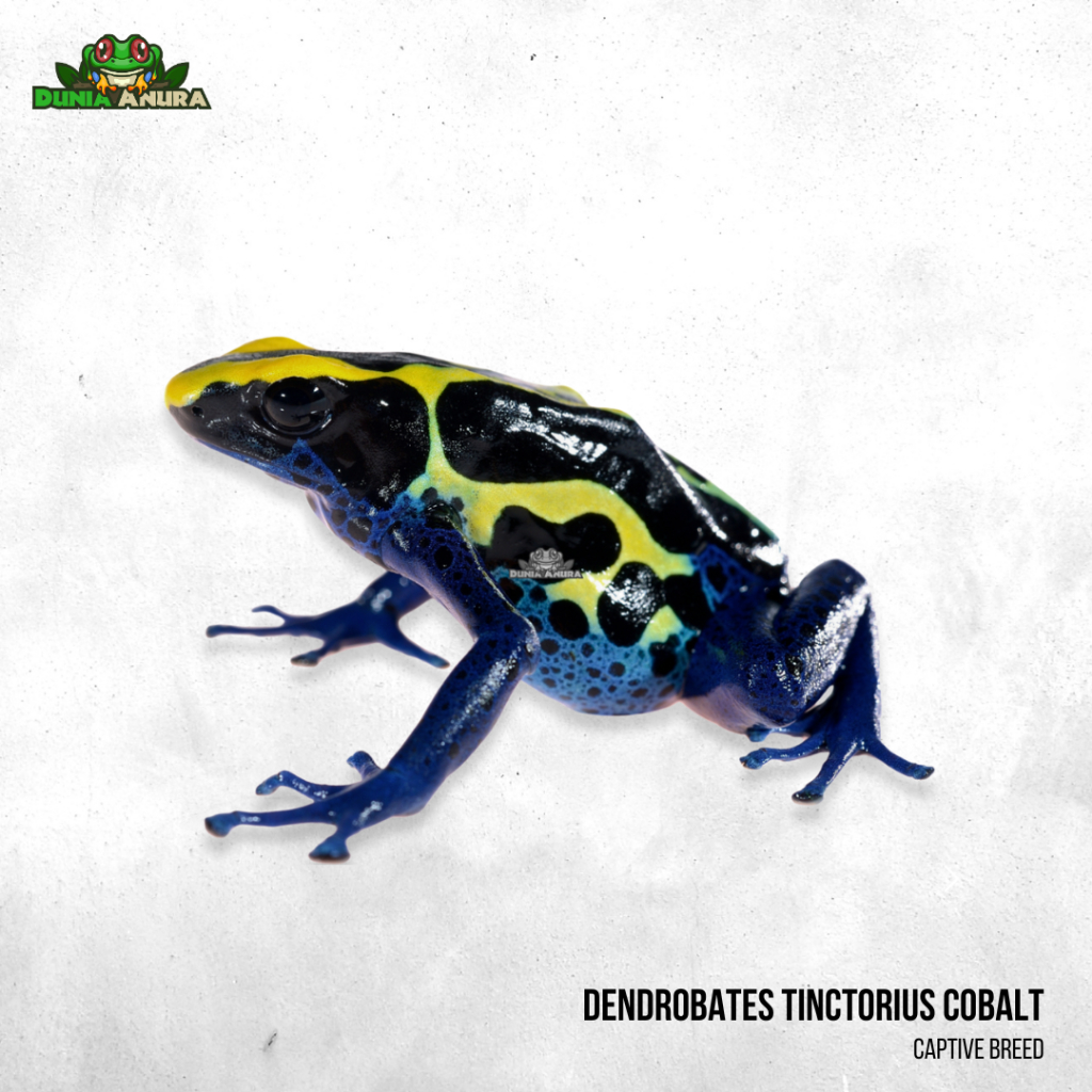 Katak hias dart frog Tinctorius Cobalt