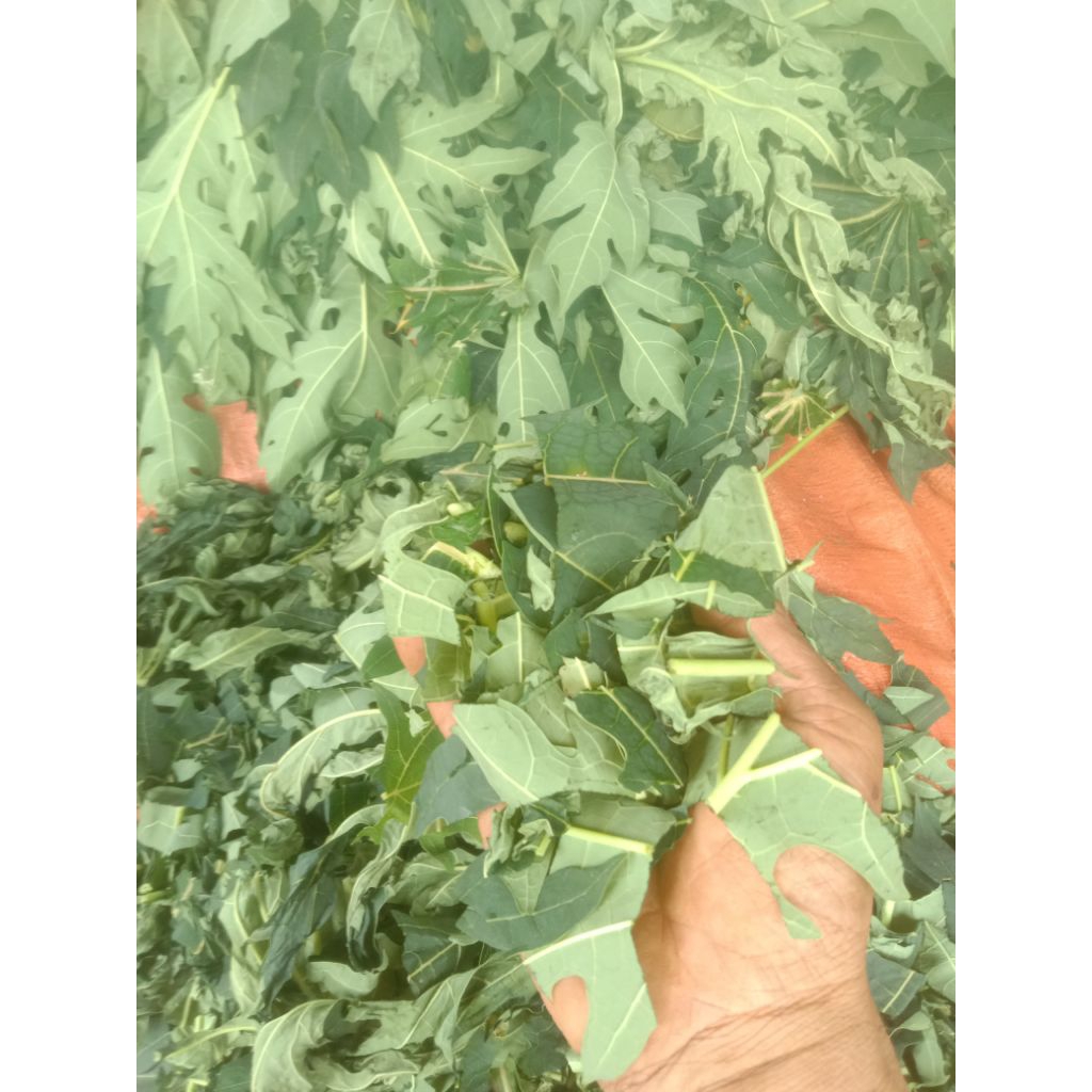 daun pepaya kering