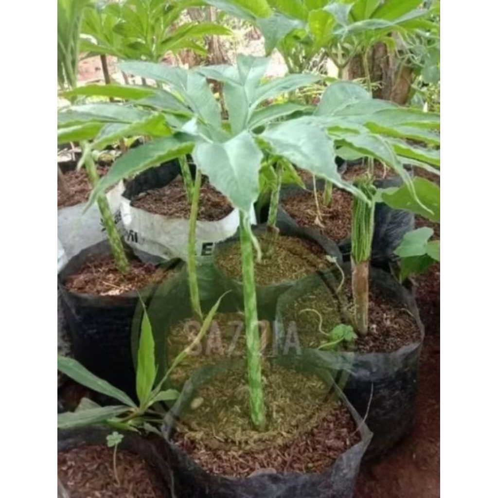 Bibit tanaman suweng siap tanam