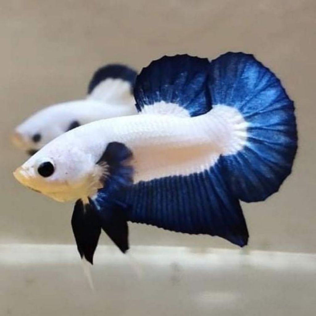 HIASAN-CUPANG BLUE RIM/BETTA FISH