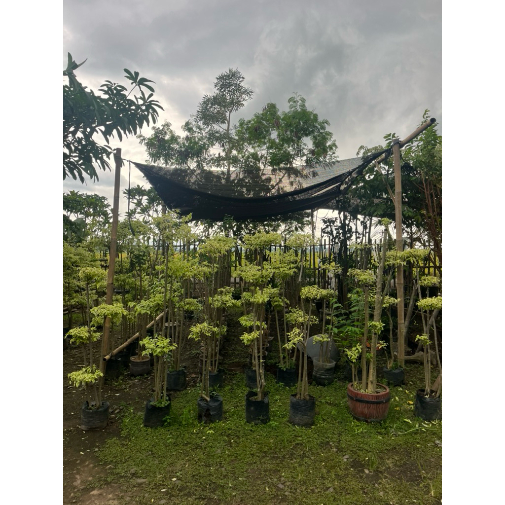 Pohon Anting Putri