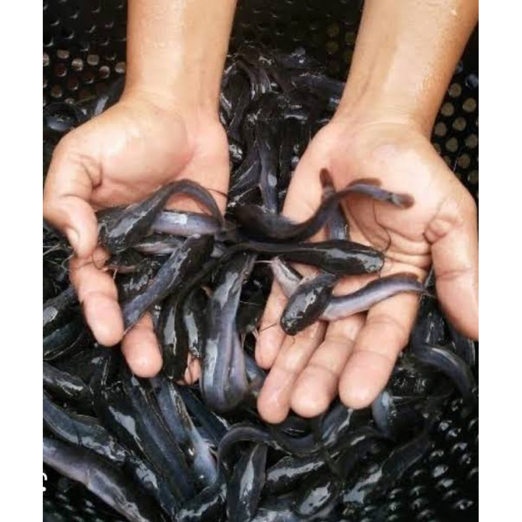Bibit Ikan Lele Sangkuriang ukuran 5-6 CM