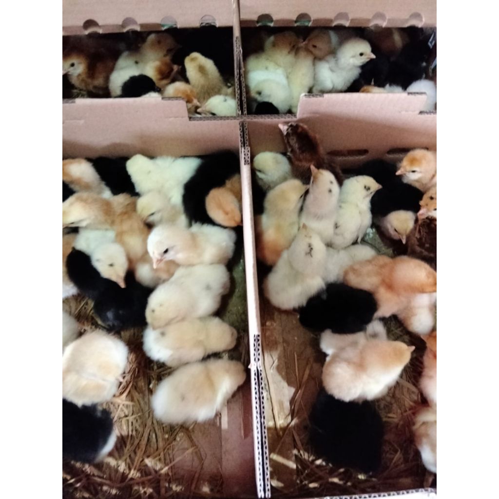 ayam kampung joper sudah vaksin usia harian ayam kampung super joper