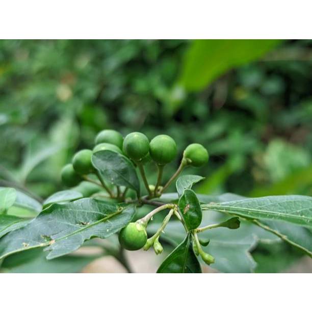 TANAM TUMBUH BENIH LEUNCA