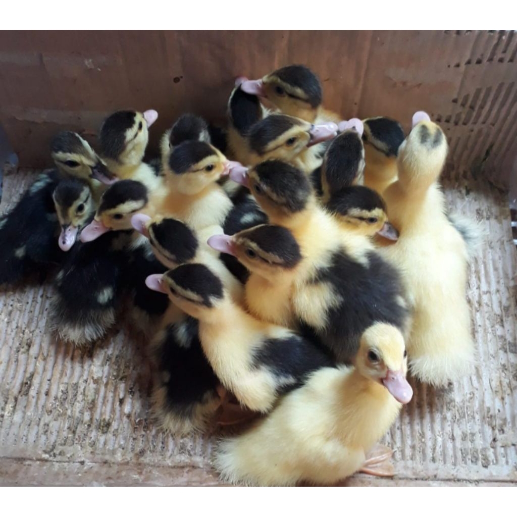 anakan entok umur 1 minggu.