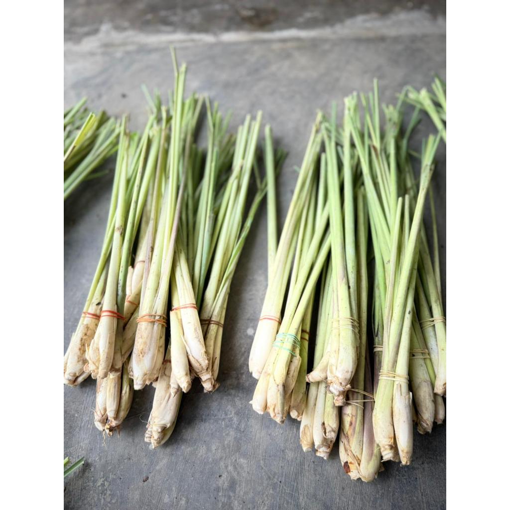 Serai / Sereh , Serai Segar Wangi , Serai 1 Ikat