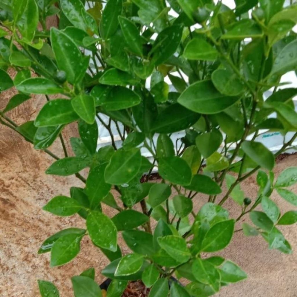 Tanaman Jeruk Sonkit Kipna / Jeruk Kunci sudah berbuah