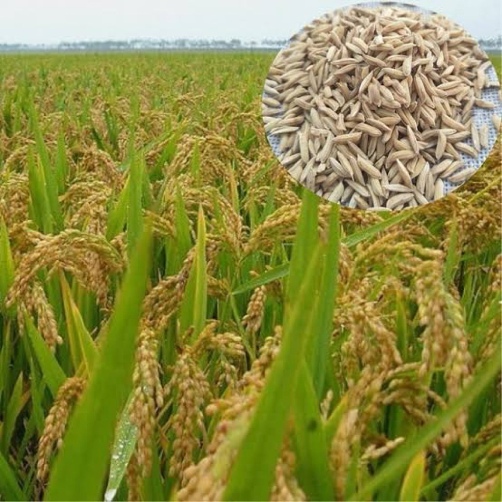 1kg benih padi ciherang super bibit unggul siap tanam