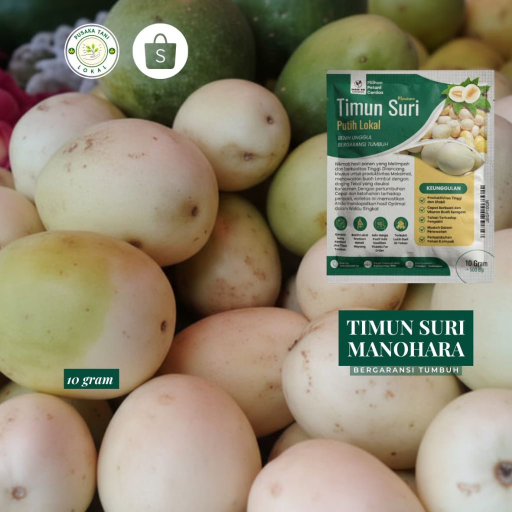 timun suri putih manohara