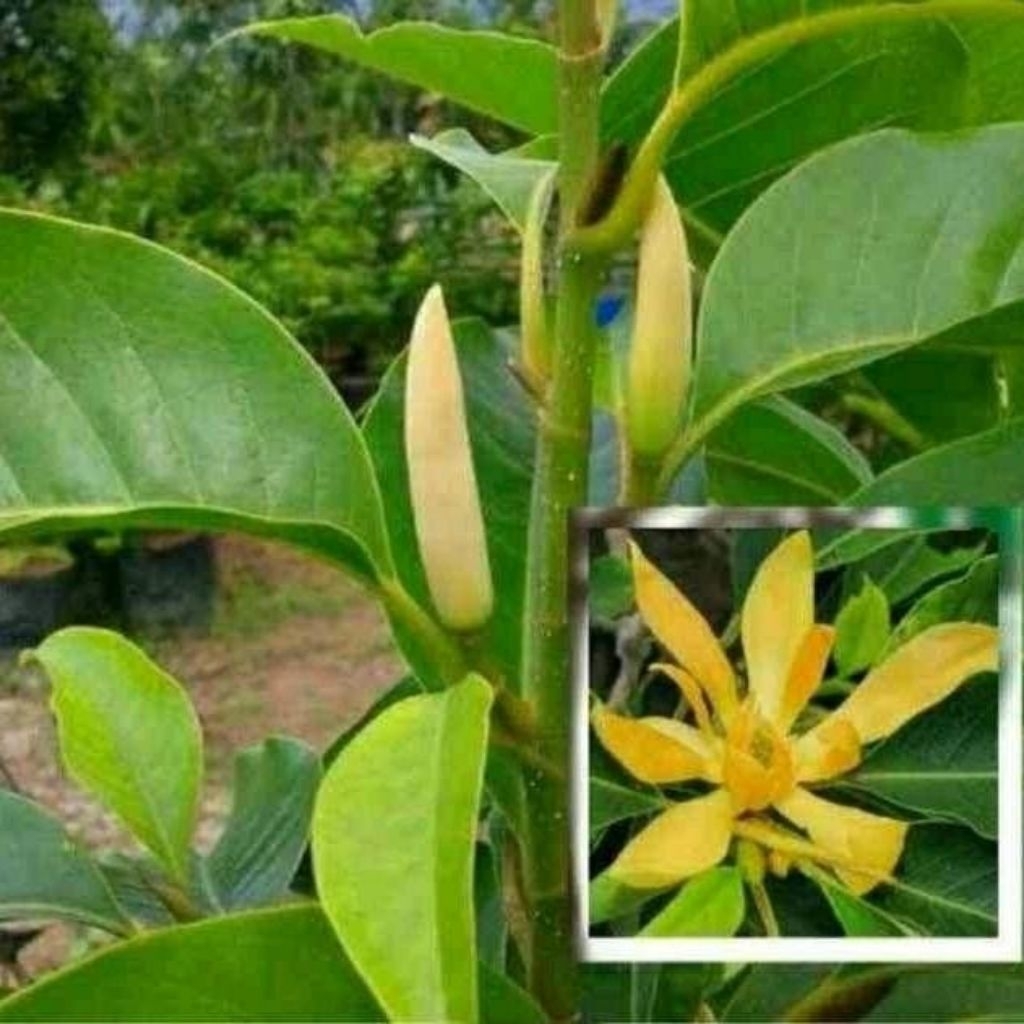 PROMO Paket 10 tanaman bunga kantil kuning / Pohon bunga kantil kuning