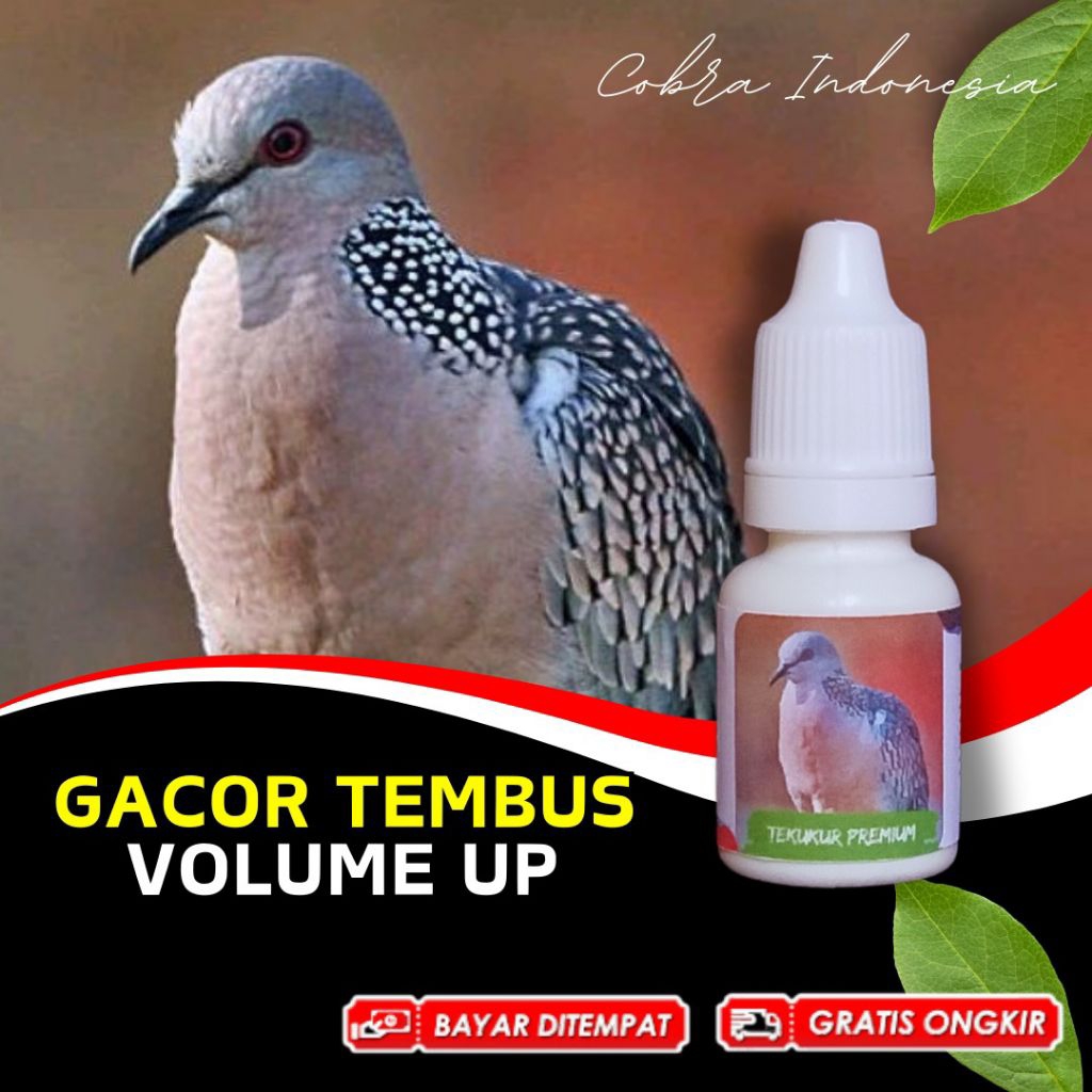 Vitamin Burung Derkuku Tekukur Gacor