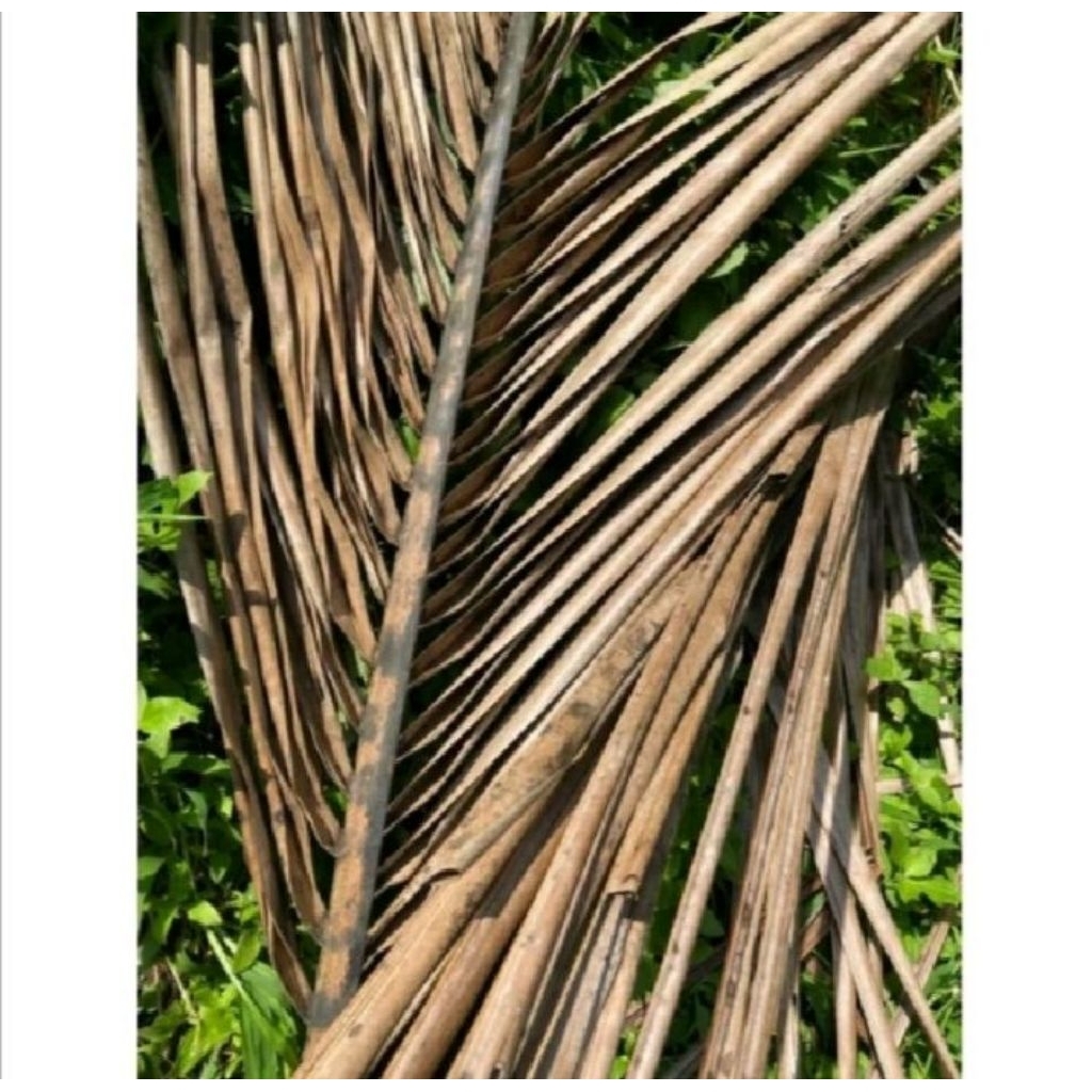 daun kelapa kering per lmbar