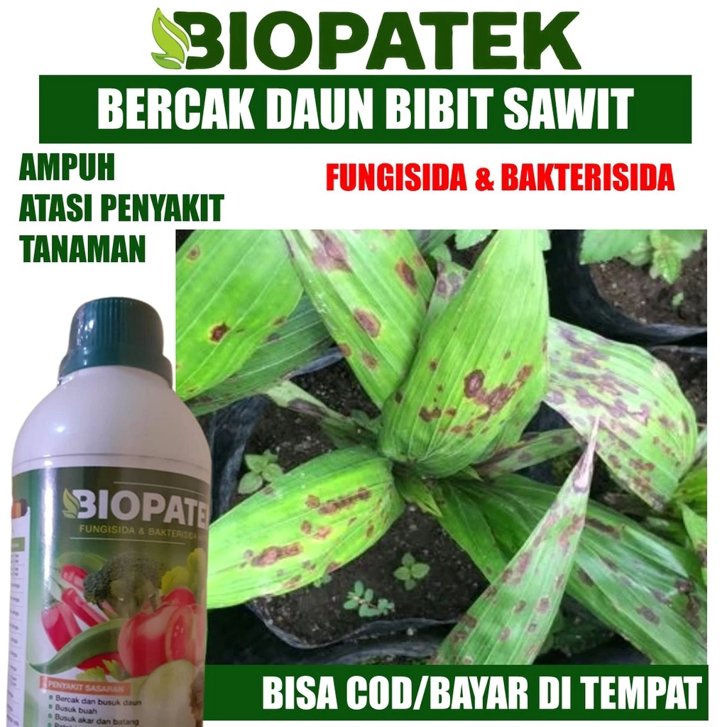 Fungisida Obat Cabe Premium Atasi Daun Keriting dan Rontok,Obat Daun Cabe Kuning Keriting dan Rontok