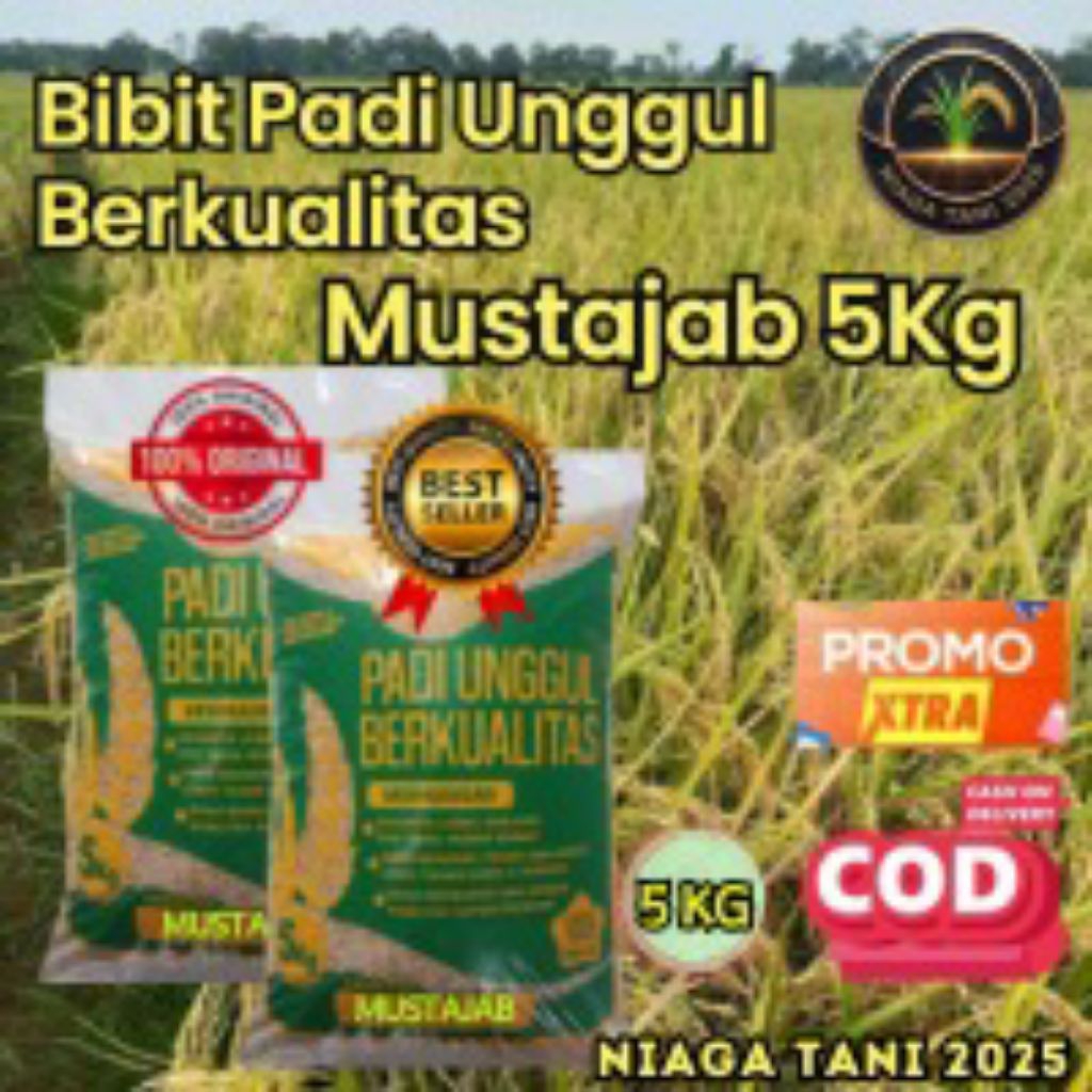 bibit padi unggul berkualitas mustajab 5kg