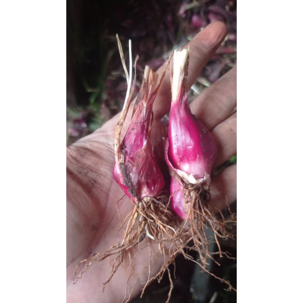 bawang dayak obat herbal basah