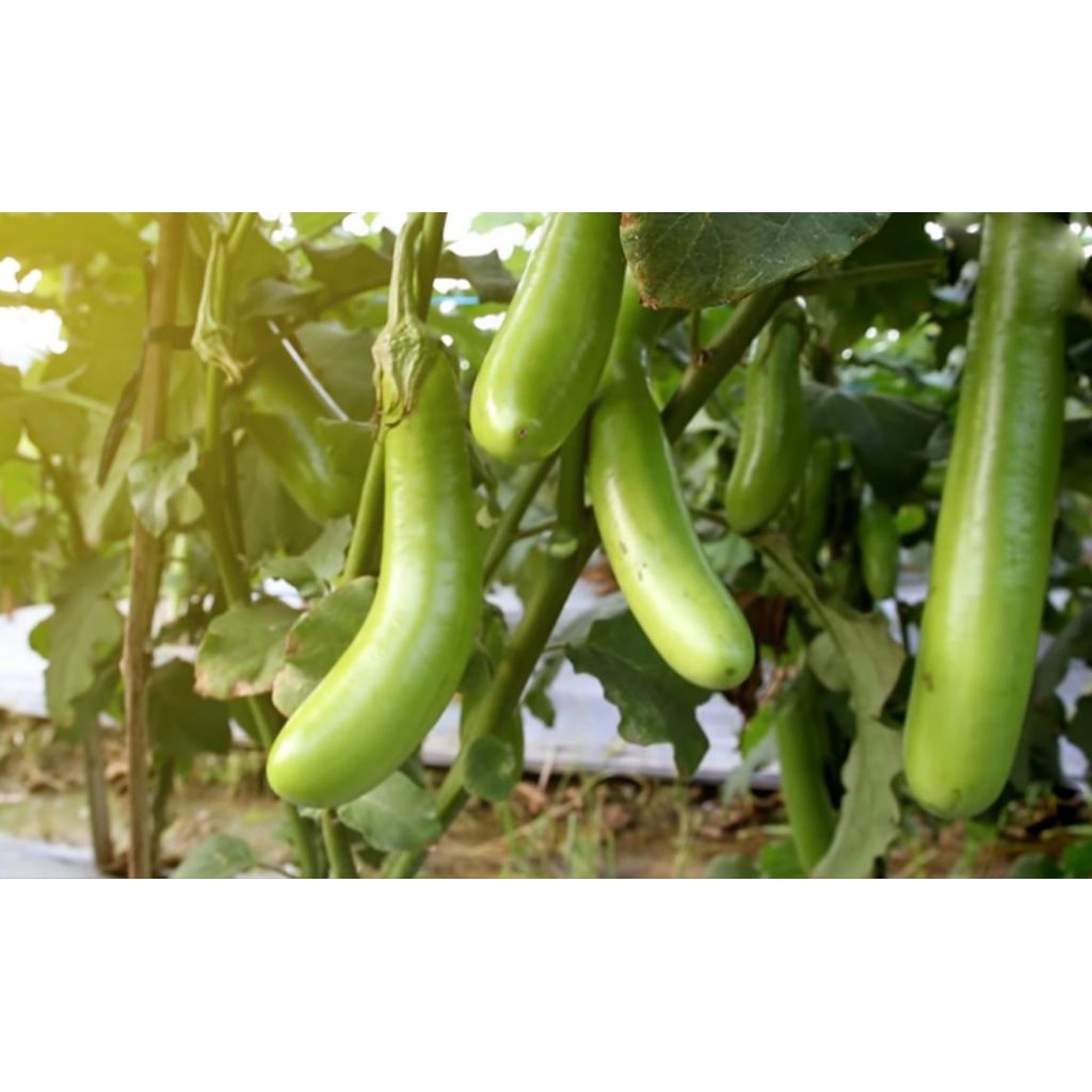 Benih Bibit Biji Terong Hijau Panjang Bibit Biji Benih Terong Panjang Hijau Benih Biji Tanaman Sayur