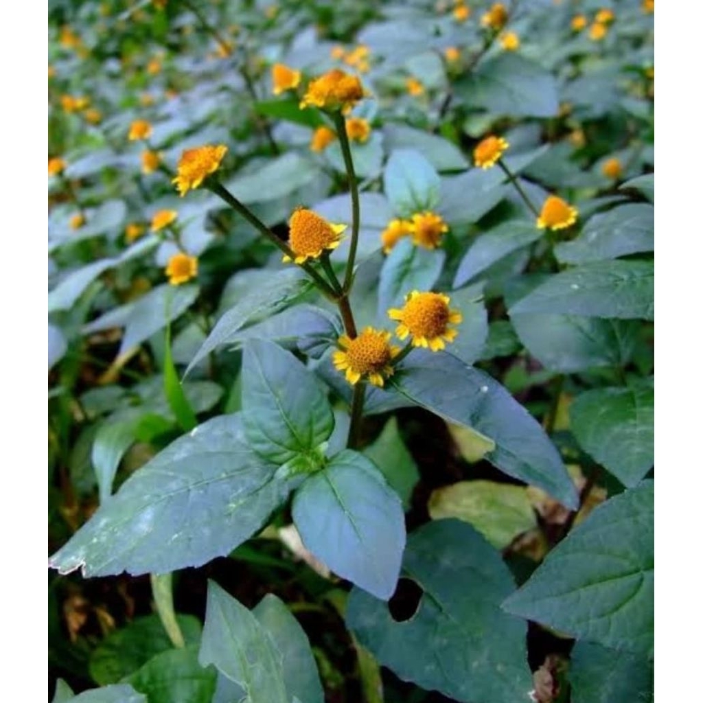 bibit tanaman herbal jotang