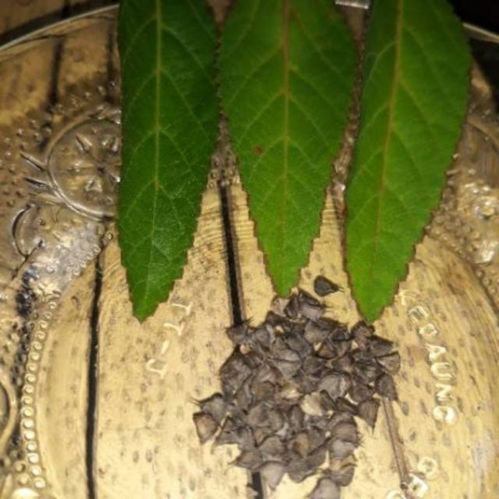 benih biji sidaguri tanaman herbal