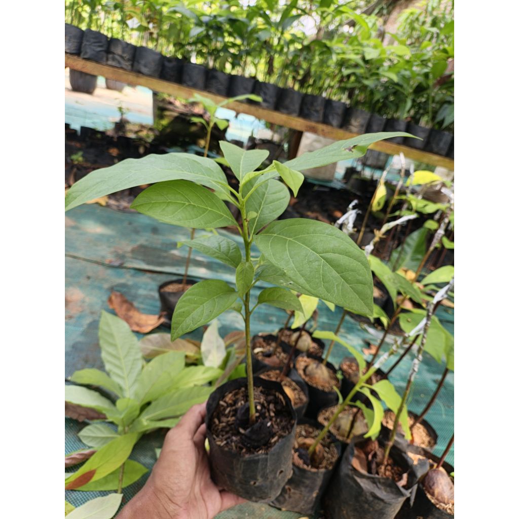 Bibit seedling alpukat siap sambung