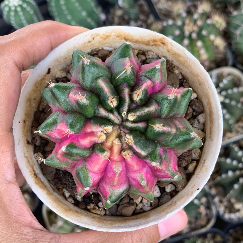 Gymnocalycium Mihanovichii Hybrid gymno miha var rata jumbo kaktus lb varigata tanaman hias hidup gu