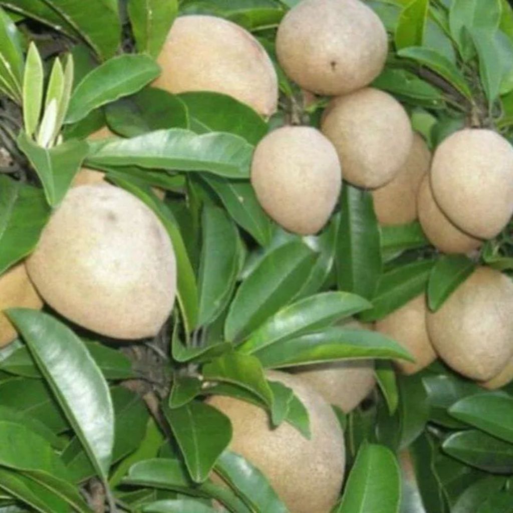 Bibit sawo jumbo hasil cangkok cepat berbuah