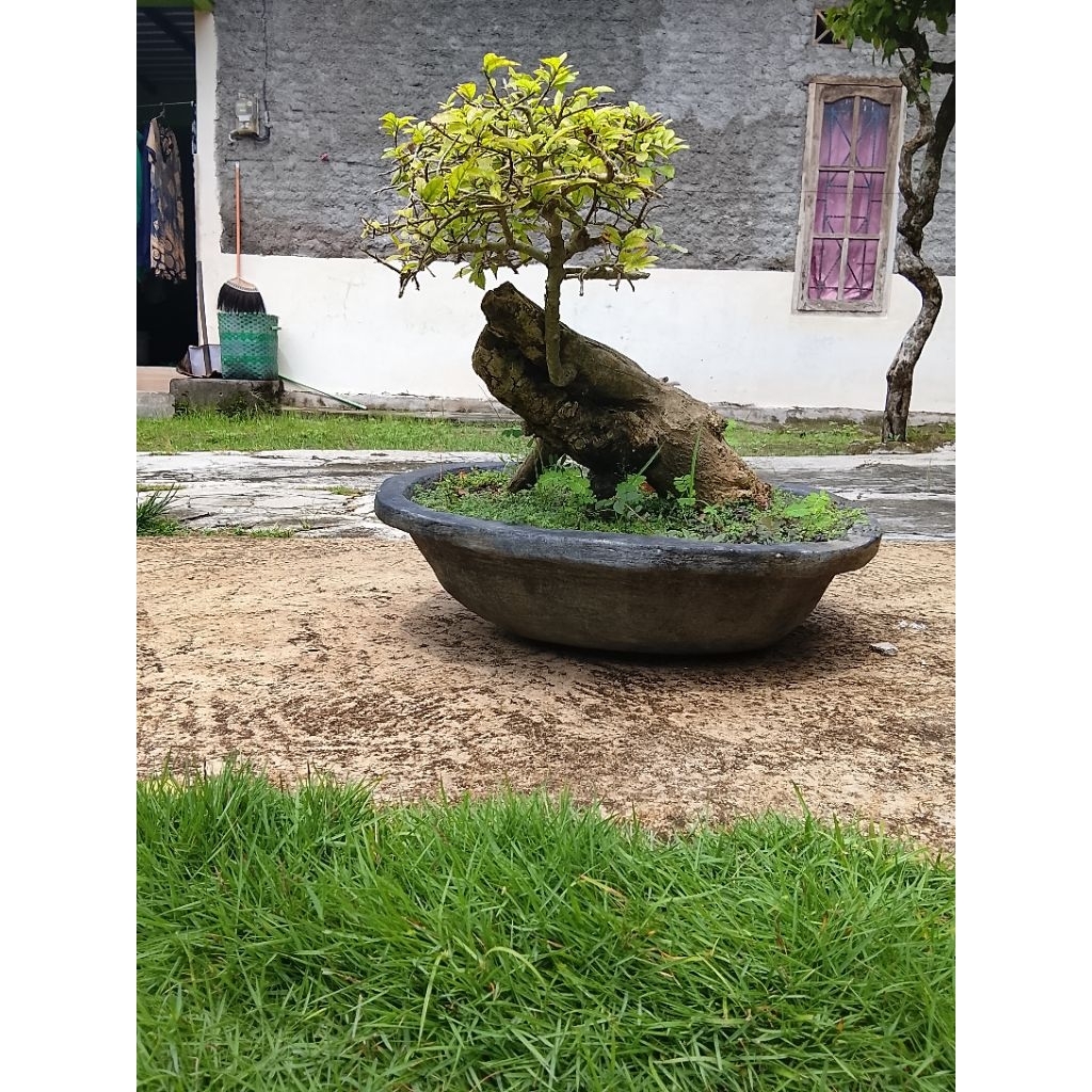 tanaman bonsai serut prospek