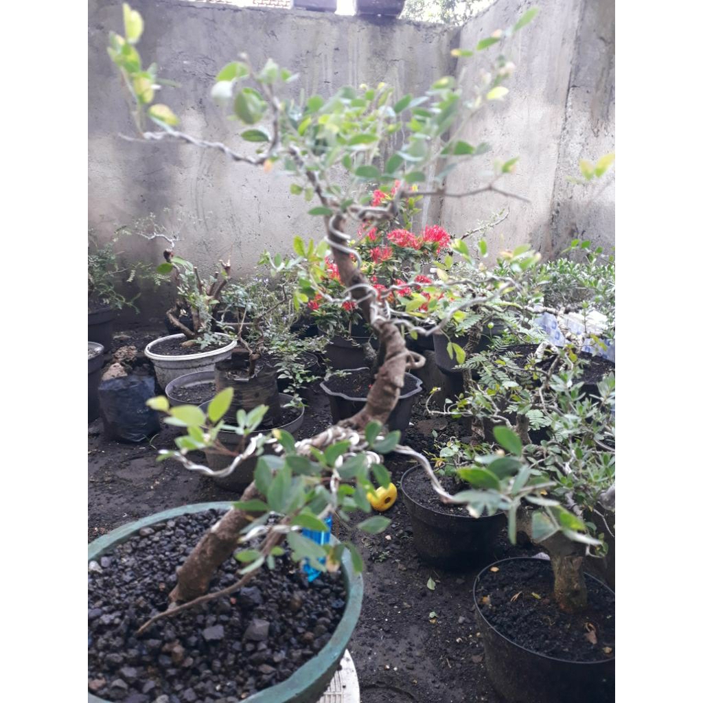 Bonsai Bahan Asem Londo
