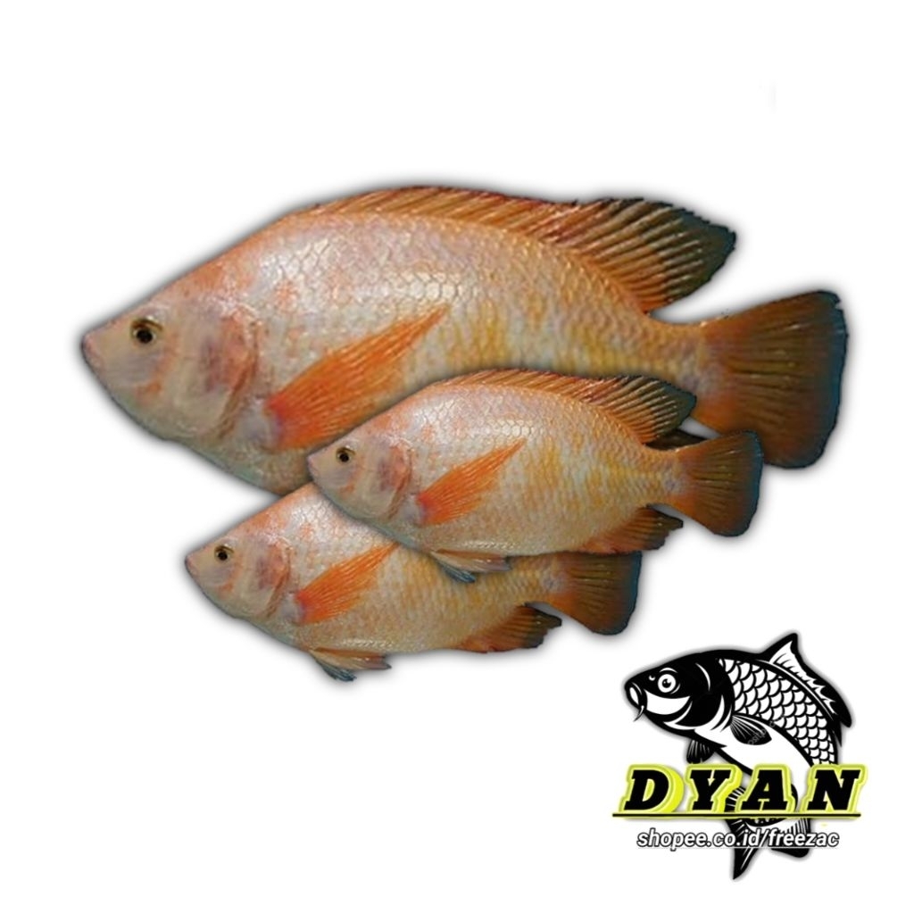 Ikan Jaer/Nila Merah Segar 1 kg isi 4-5-6 ekor