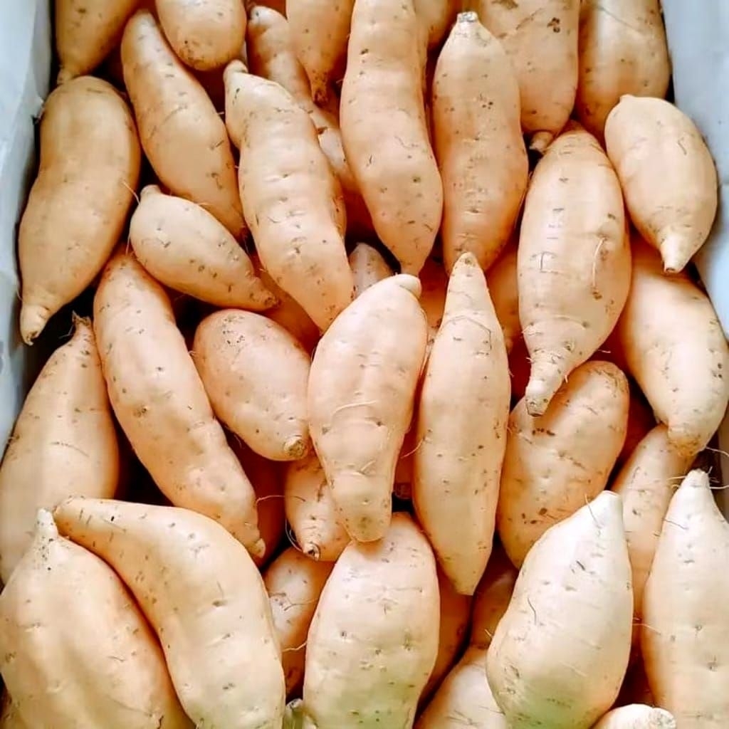 [COD] UBI CILEMBU SUMEDANG MENTAH ASLI ENAK LEGIT BERKUALITAS