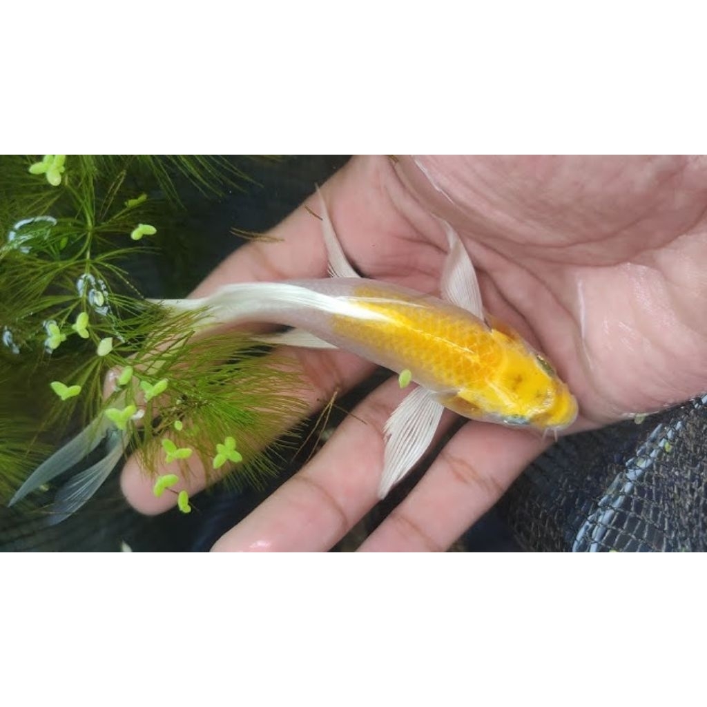 Hiasan akuarium Ikan Koi Kumpay Slayer Gold ukuran 10-12cm