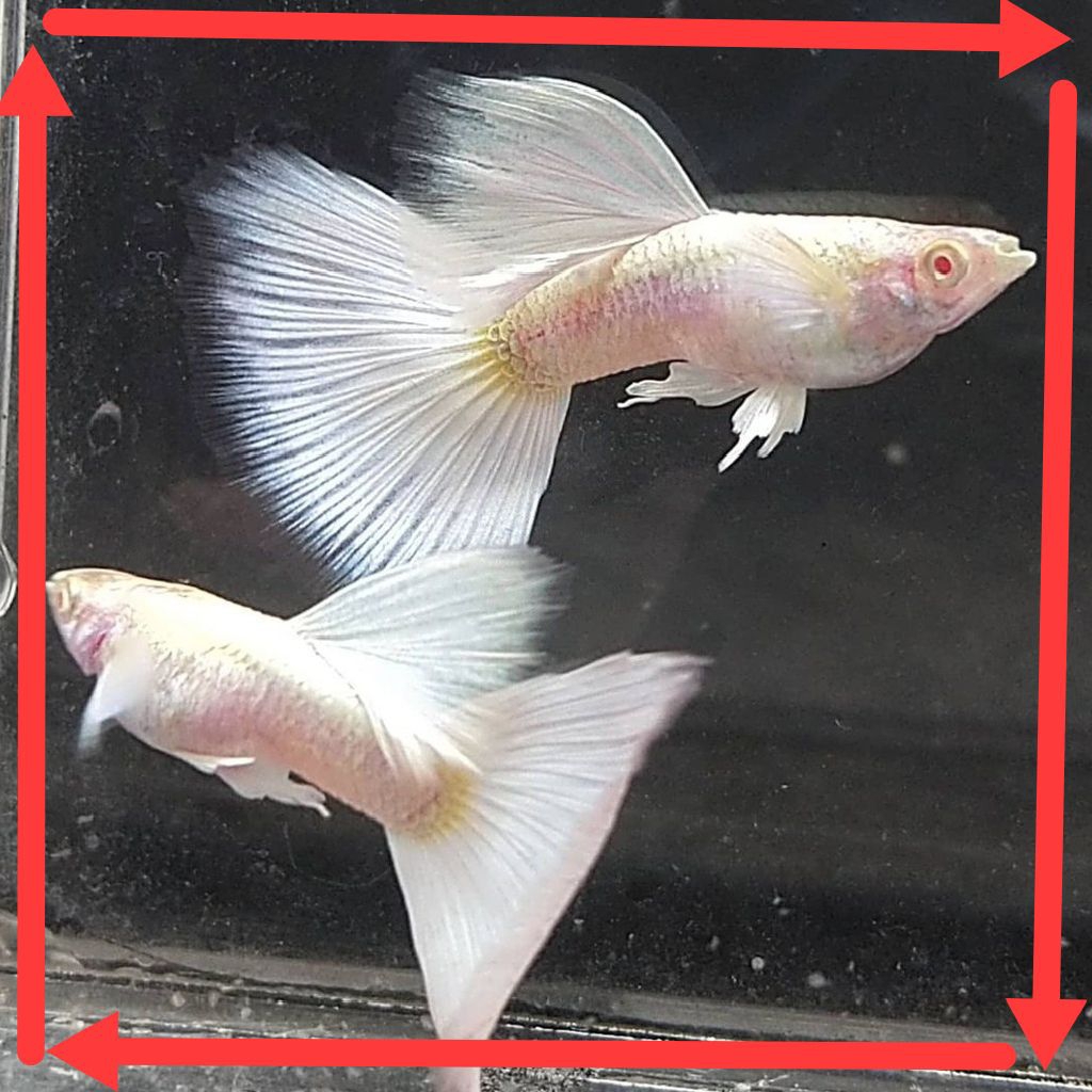 guppy AFP (albino full platinum) sepasang indukan siap kawin pembersih akuarium