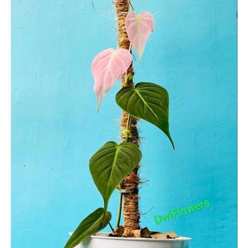 ( BISA COD ) PROMO Tanaman Hias Melano Micans Pink Bunga Hias Philodendron Mican Pink Tanaman Hidup