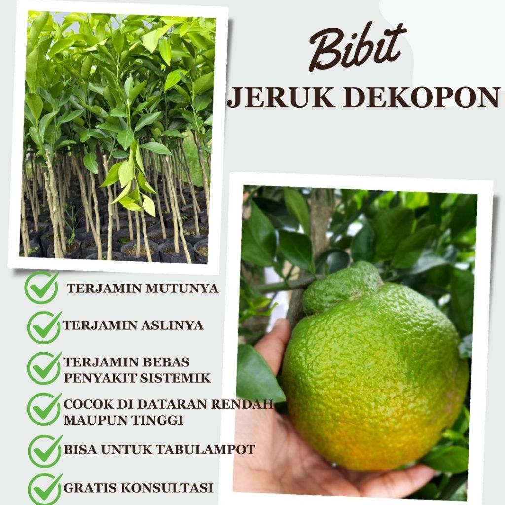 Bibit Jeruk Dekopon | Jeruk Premium | Jeruk Jepang