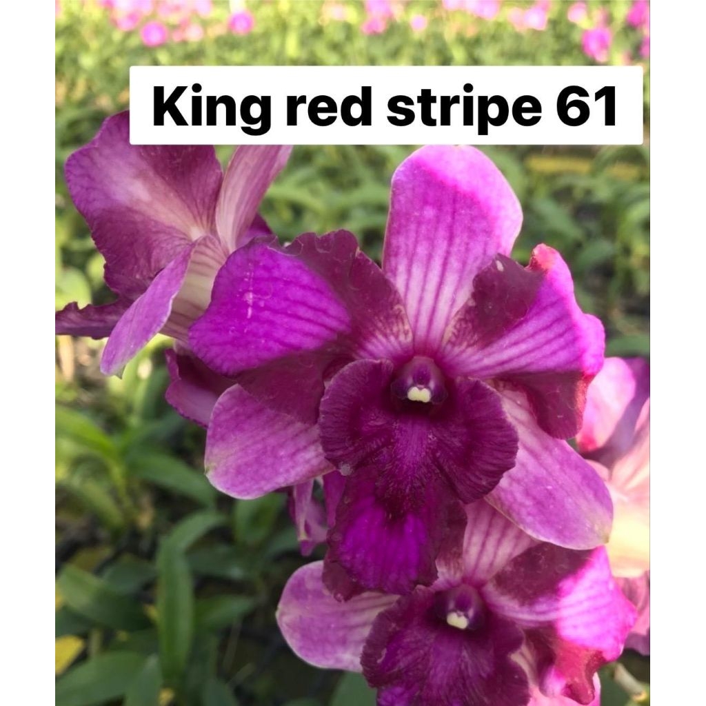 Dendrobium king red dragon