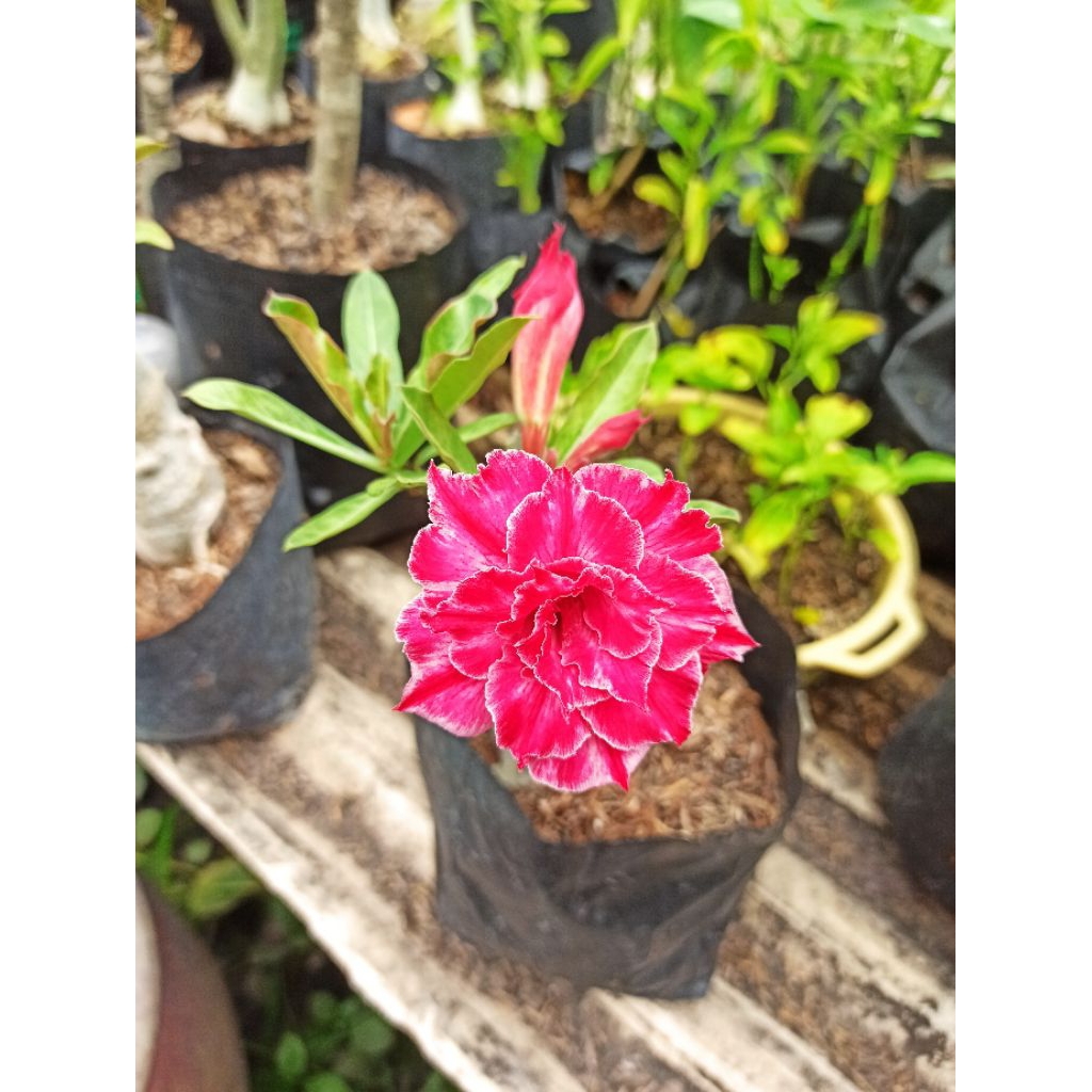 Adenium ID Entrance Sudah Berbunga Bunga Tumpuk