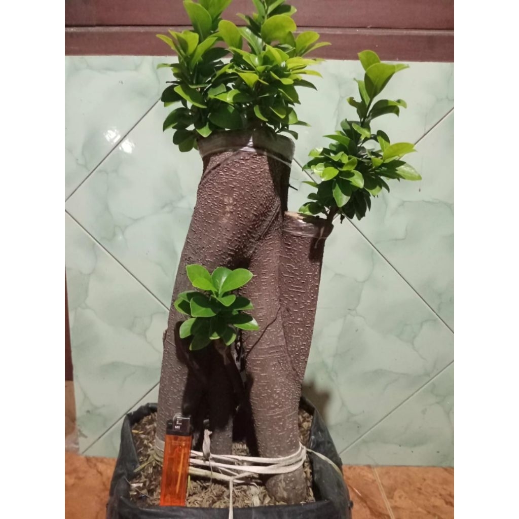 Bonsai ficus Compacta (okulasi), real pict
