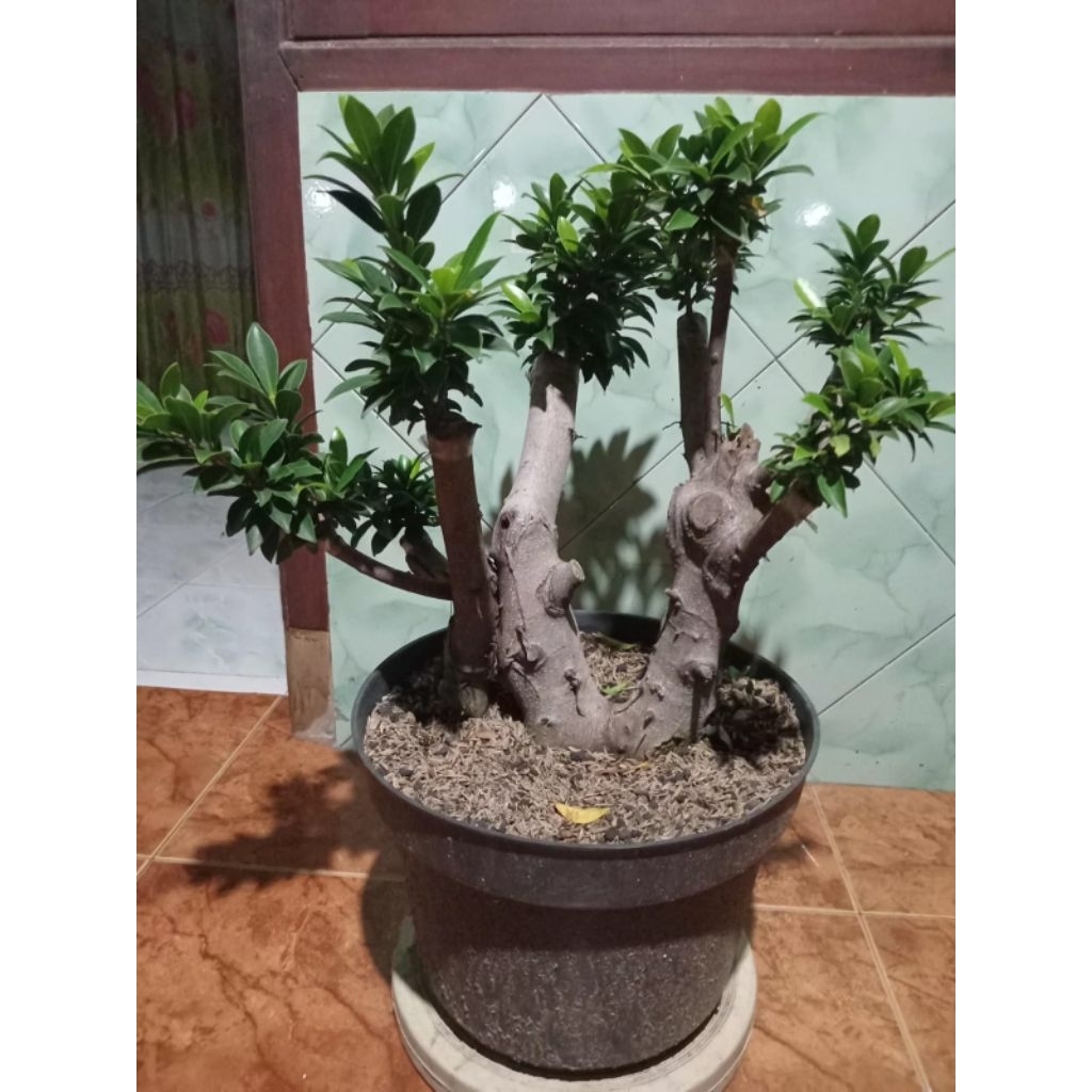 bonsai ficus Elegan (okulasi), real pict