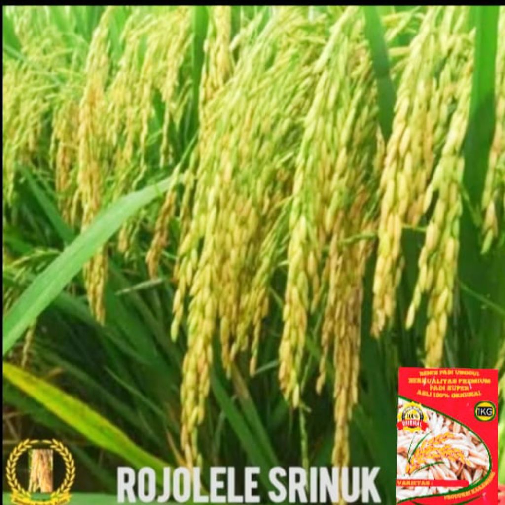 BENIH PADI ROJOLELE SUPER KEMASAN 1KG