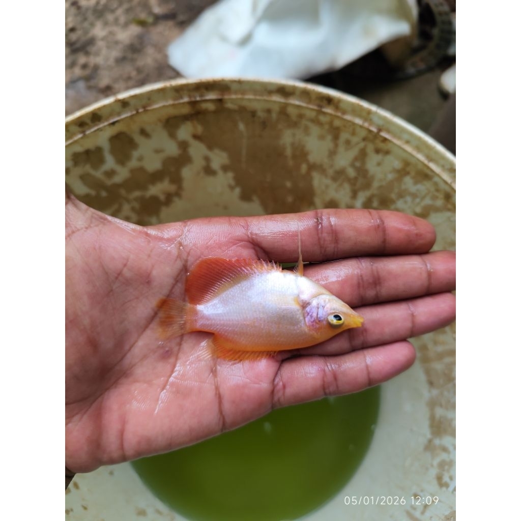 bibit ikan gurame Padang ukuran silet