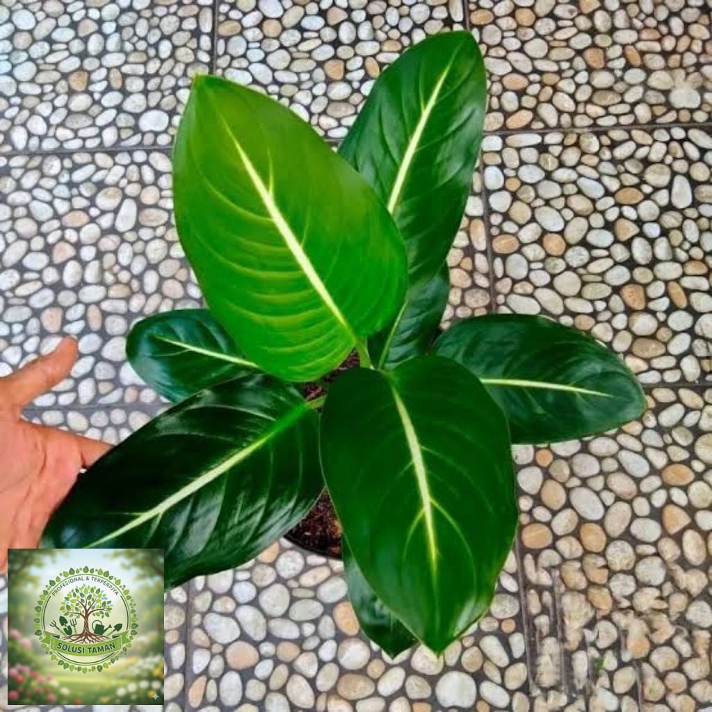 Aglonema Gurita/ Neon + Pot Cantik Berkualitas/ Tanaman Hias / Tanaman Hidup